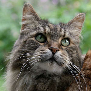 chat-maine-coon