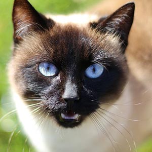 chat-sacre-de-birmanie