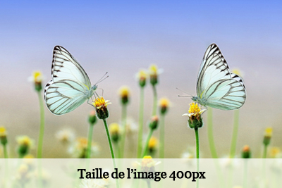 Deux papillons posés sur des fleurs.
